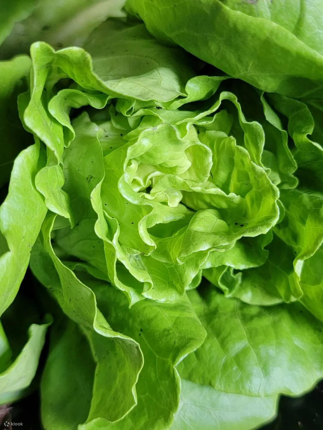 veg